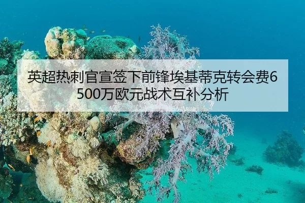 英超热刺官宣签下前锋埃基蒂克转会费6500万欧元战术互补分析